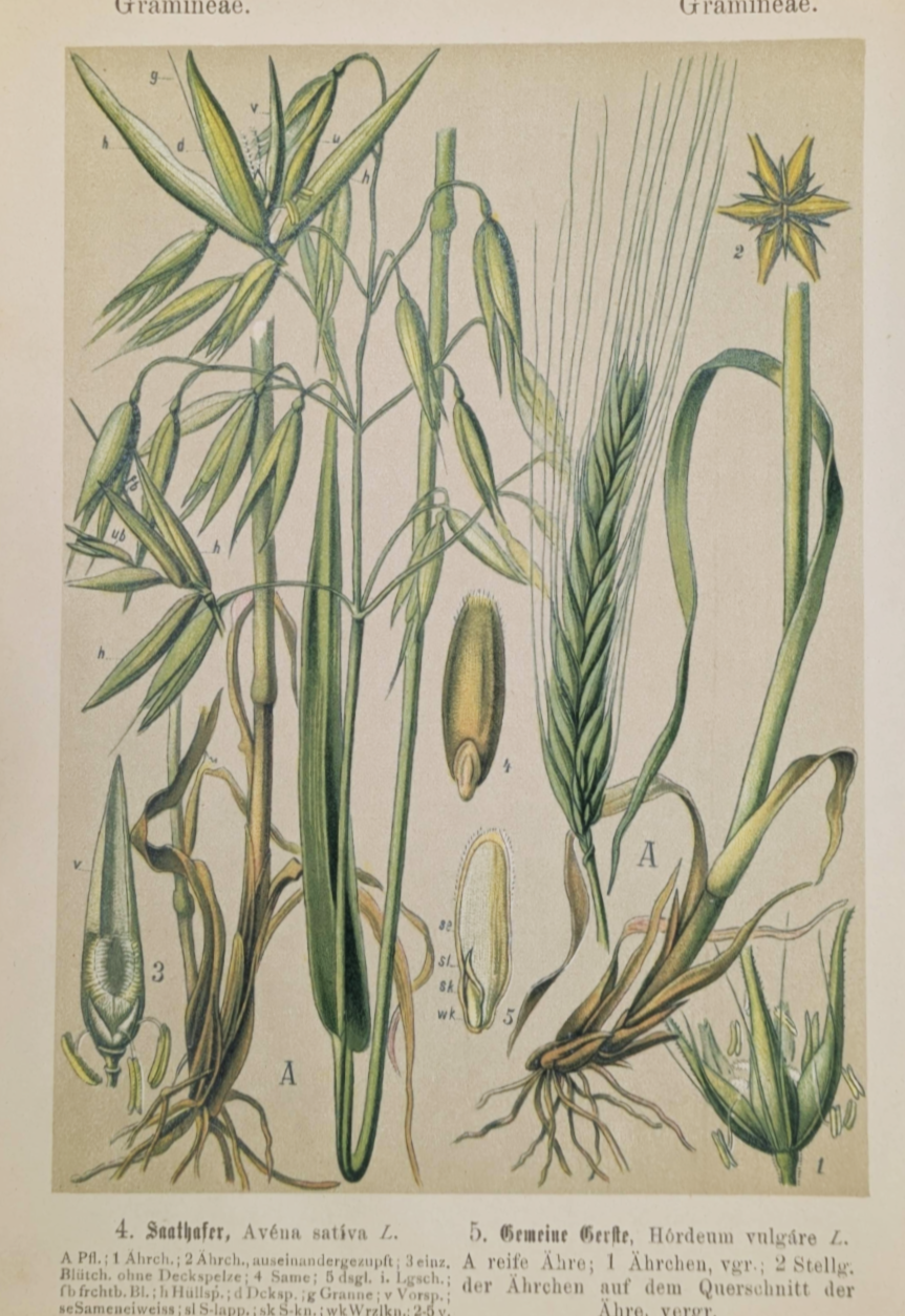 Plant%252BPrints%252B%2525283%252529.png