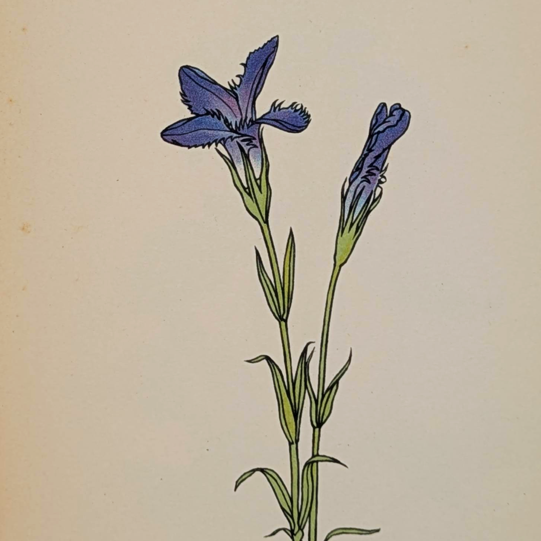 vintage flower book (7).png