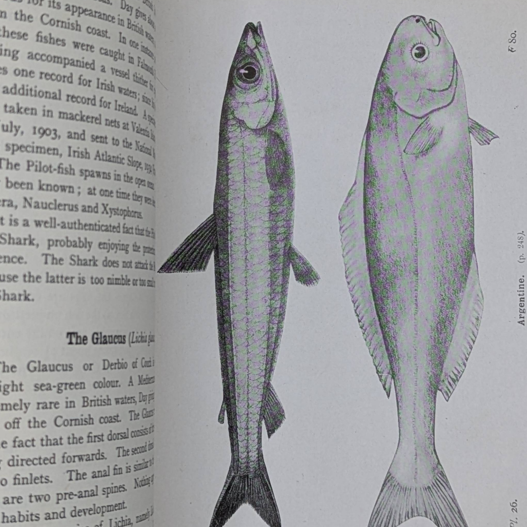 Fishes, 1942 natural history antique book