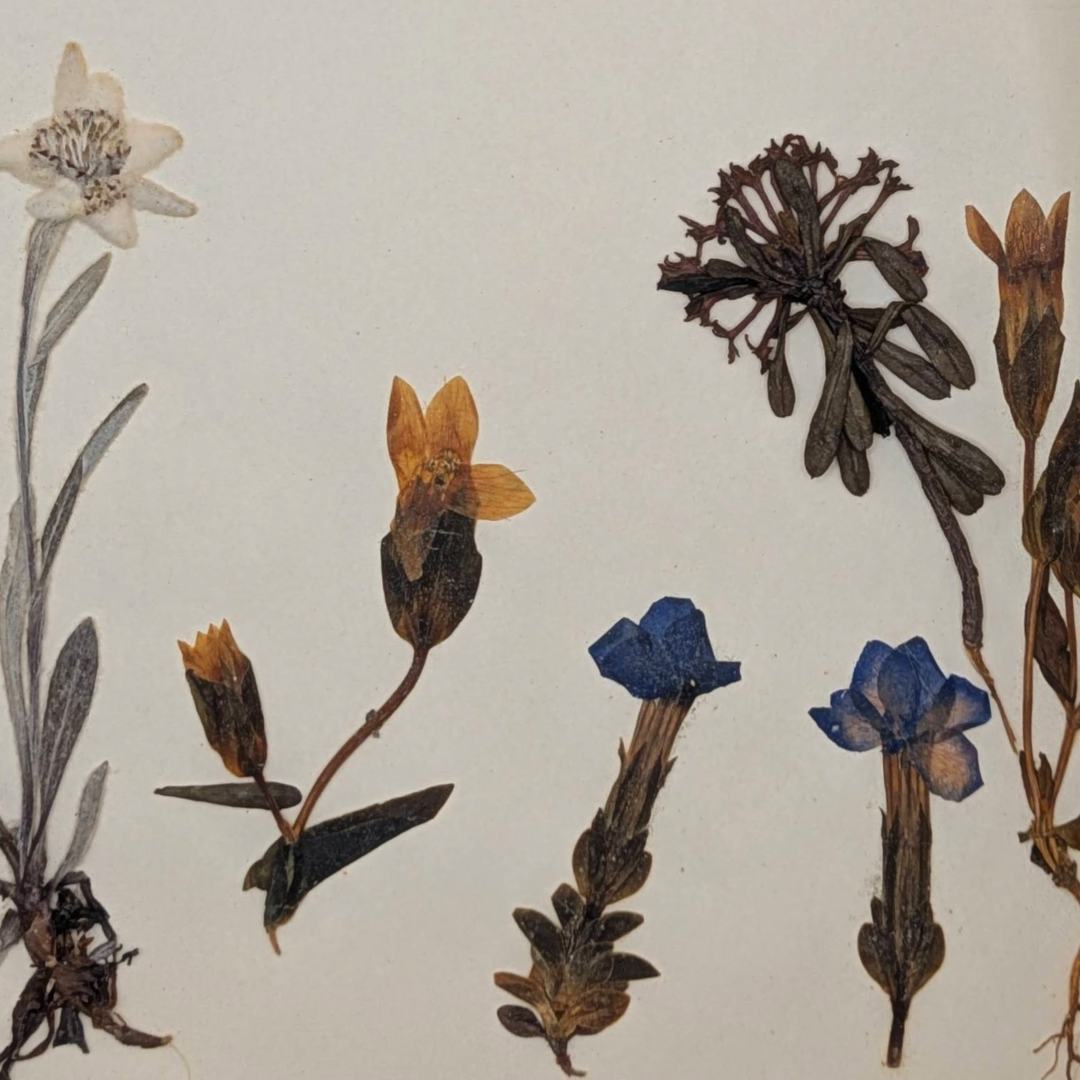 Sketchbook butterfly prints (7).png