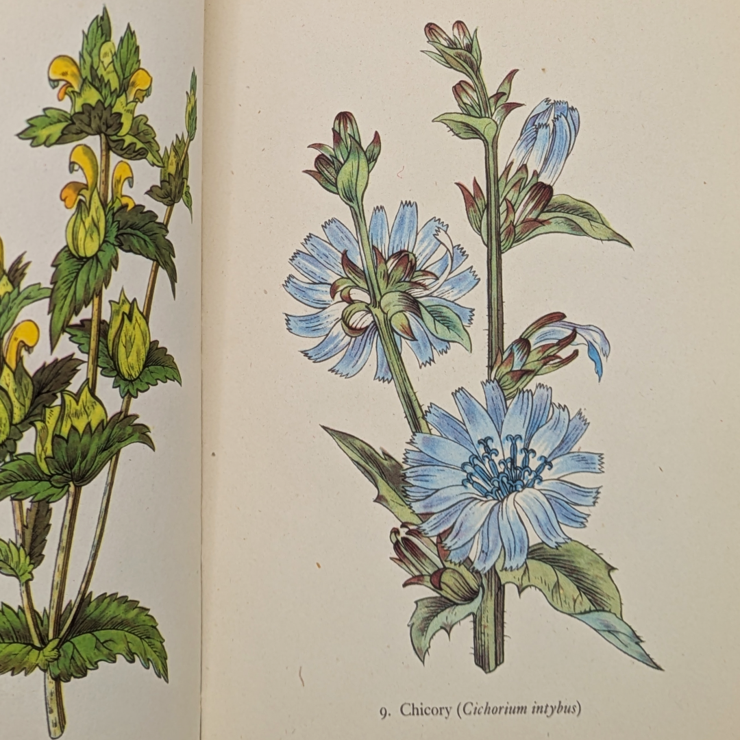 wildflower vintage books (7).png