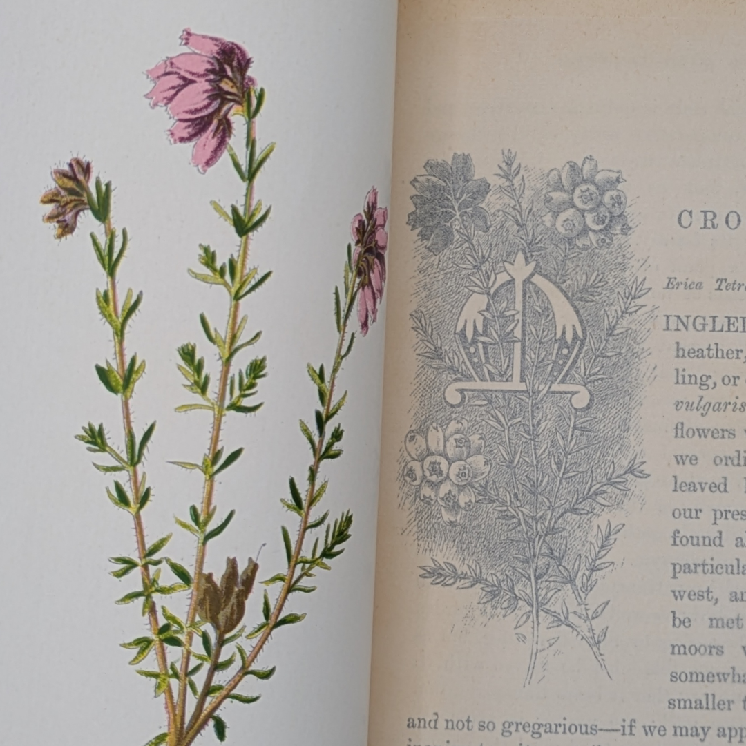 familair wildflowers (7).png