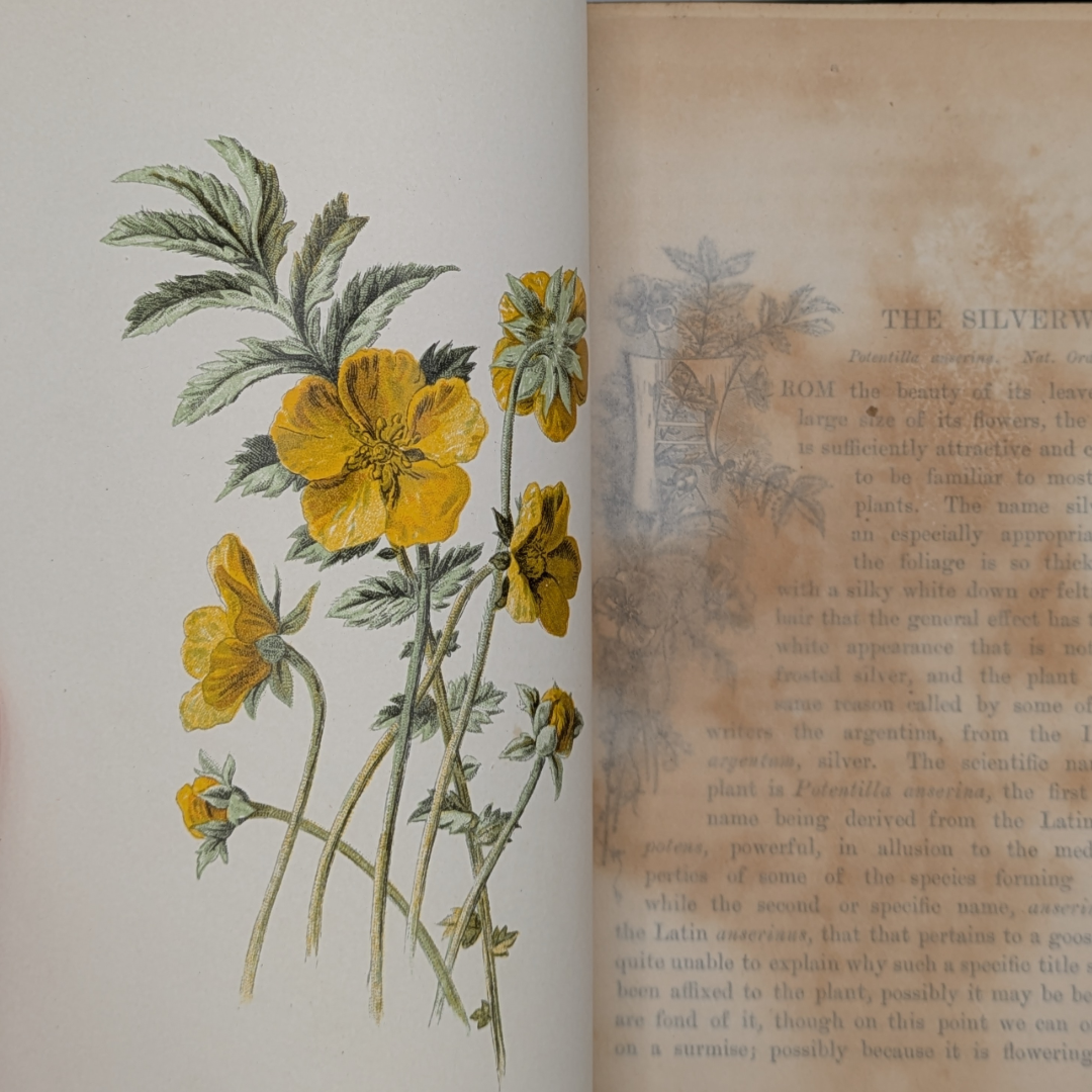 wildflowers book (6).png