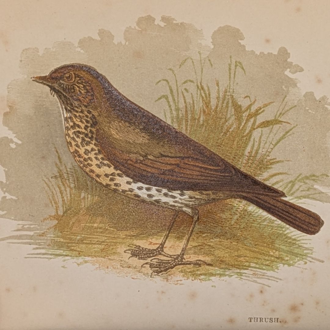 anne pratt birds book (6).png
