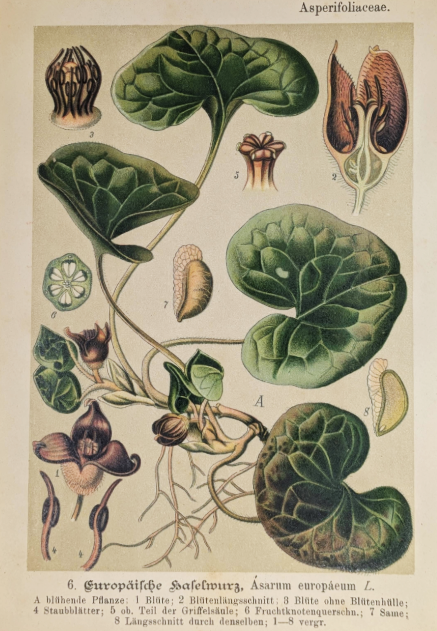 Plant%252BPrints%252B%2525285%252529.png