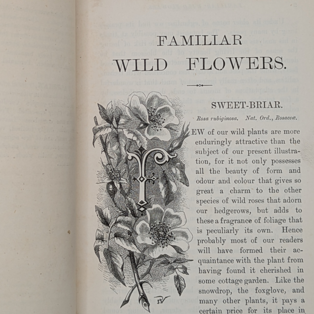 familair wild flowers (3).png