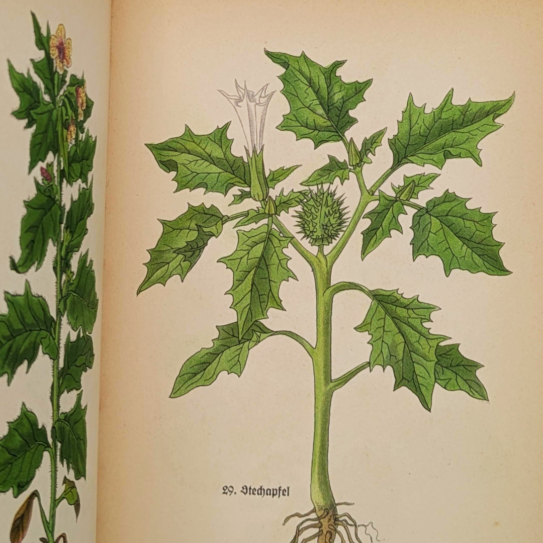 vintage herb book (7).png