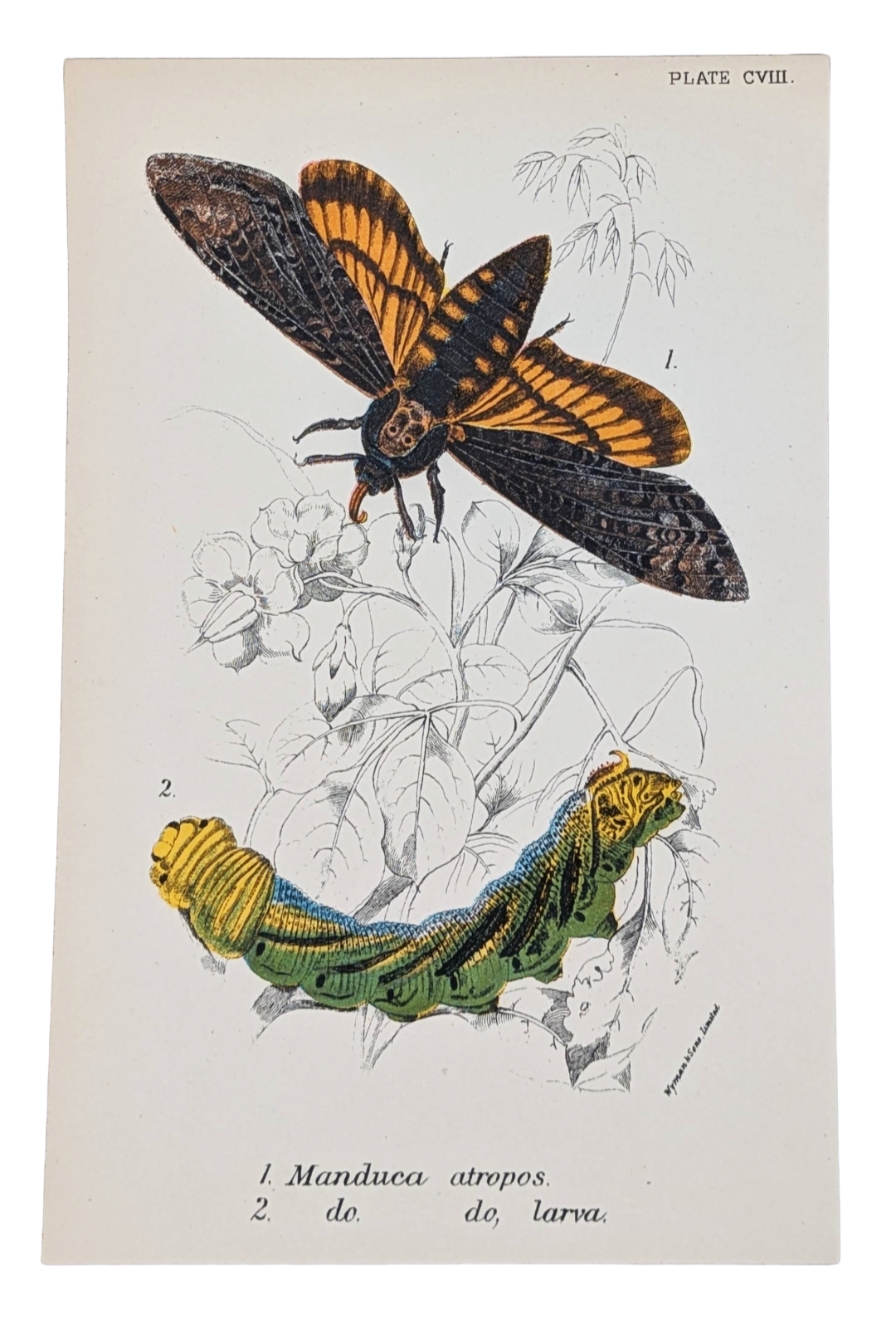 Insect+Prints.png