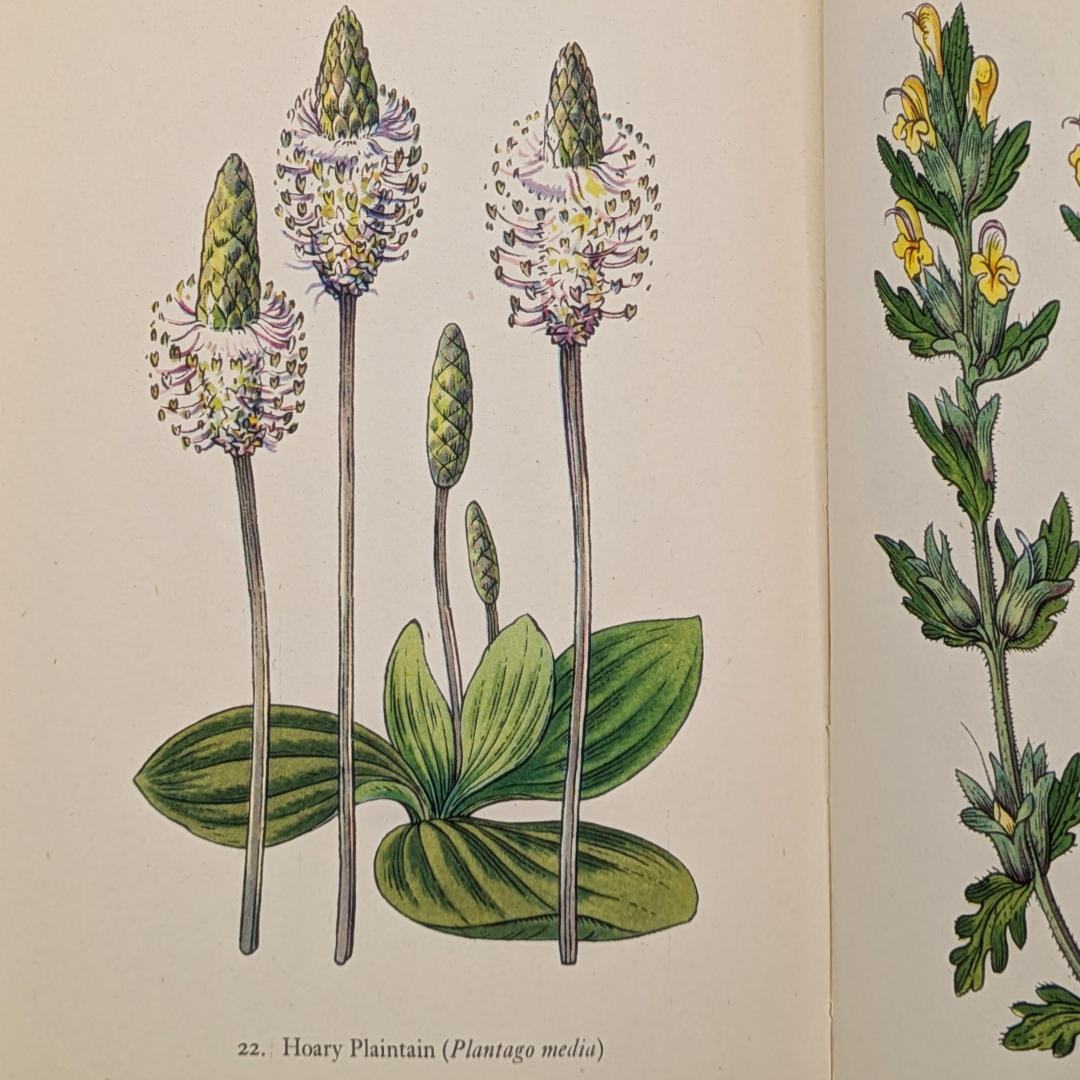 wildflower vintage books (9).png