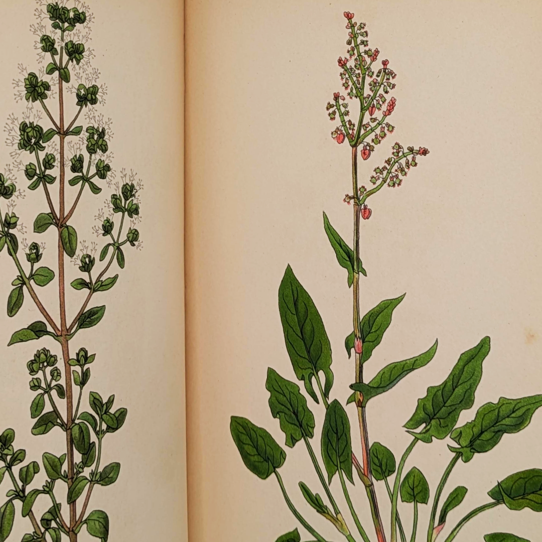 vintage herb book (5).png