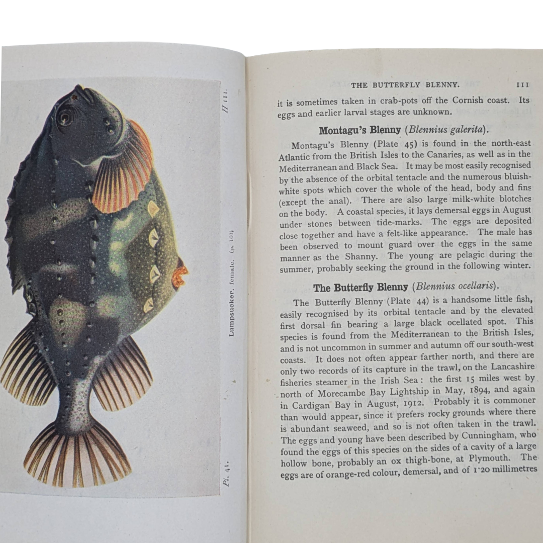 Fishes, 1942 natural history antique book
