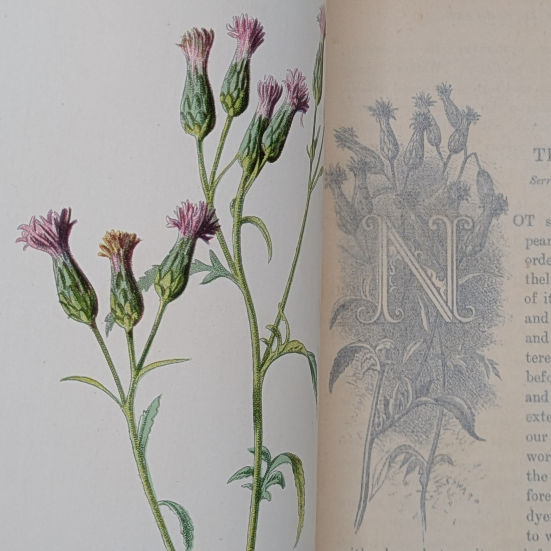 familair wildflowers (6).png