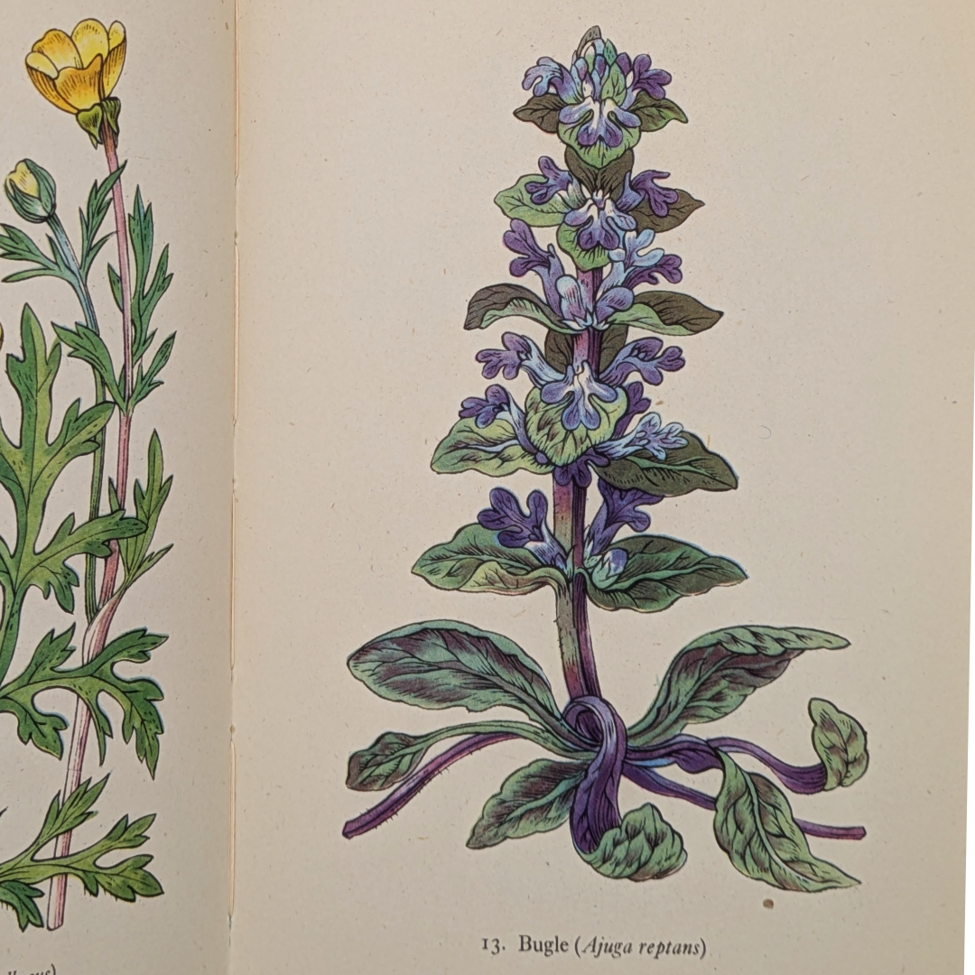 wildflower vintage books (6).png