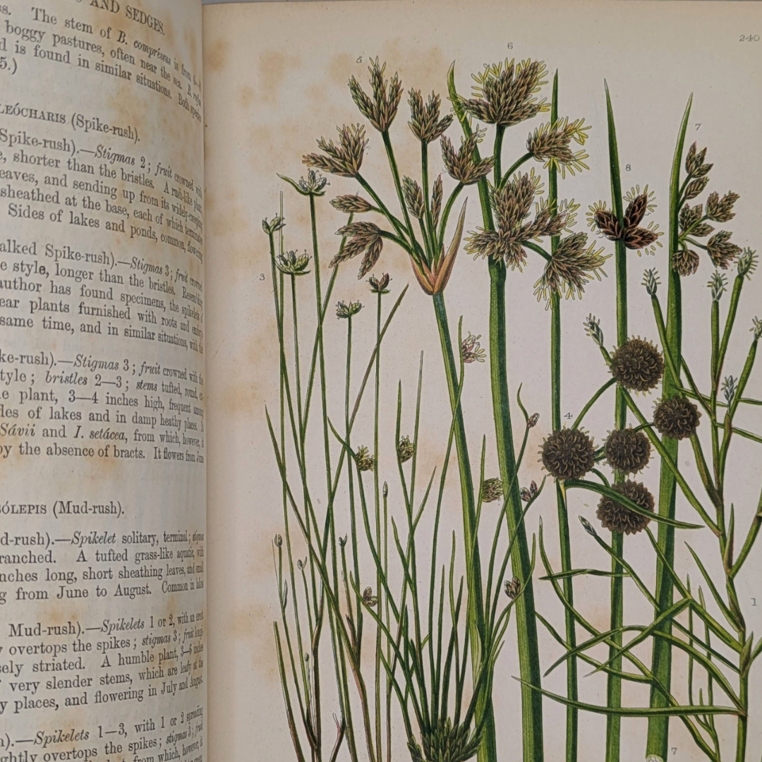 Vintage natural history book ferns (7).png