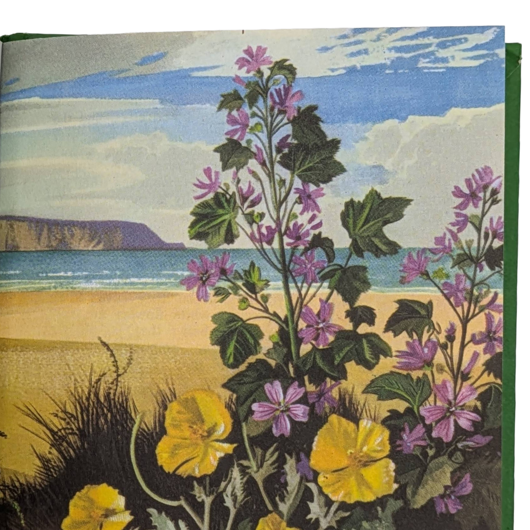 Wildflowers, 1957, vintage natural history book