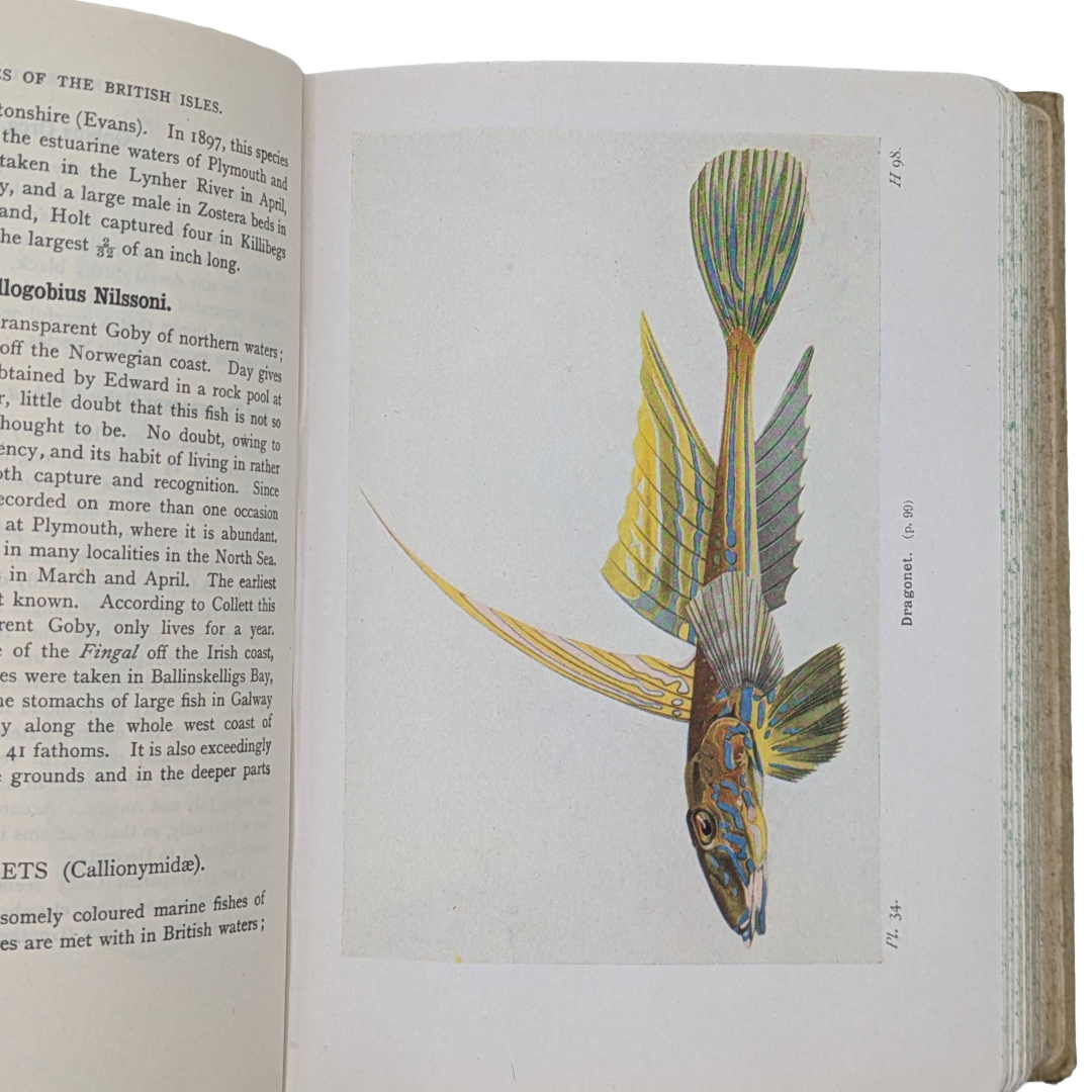 Fishes, 1942 natural history antique book