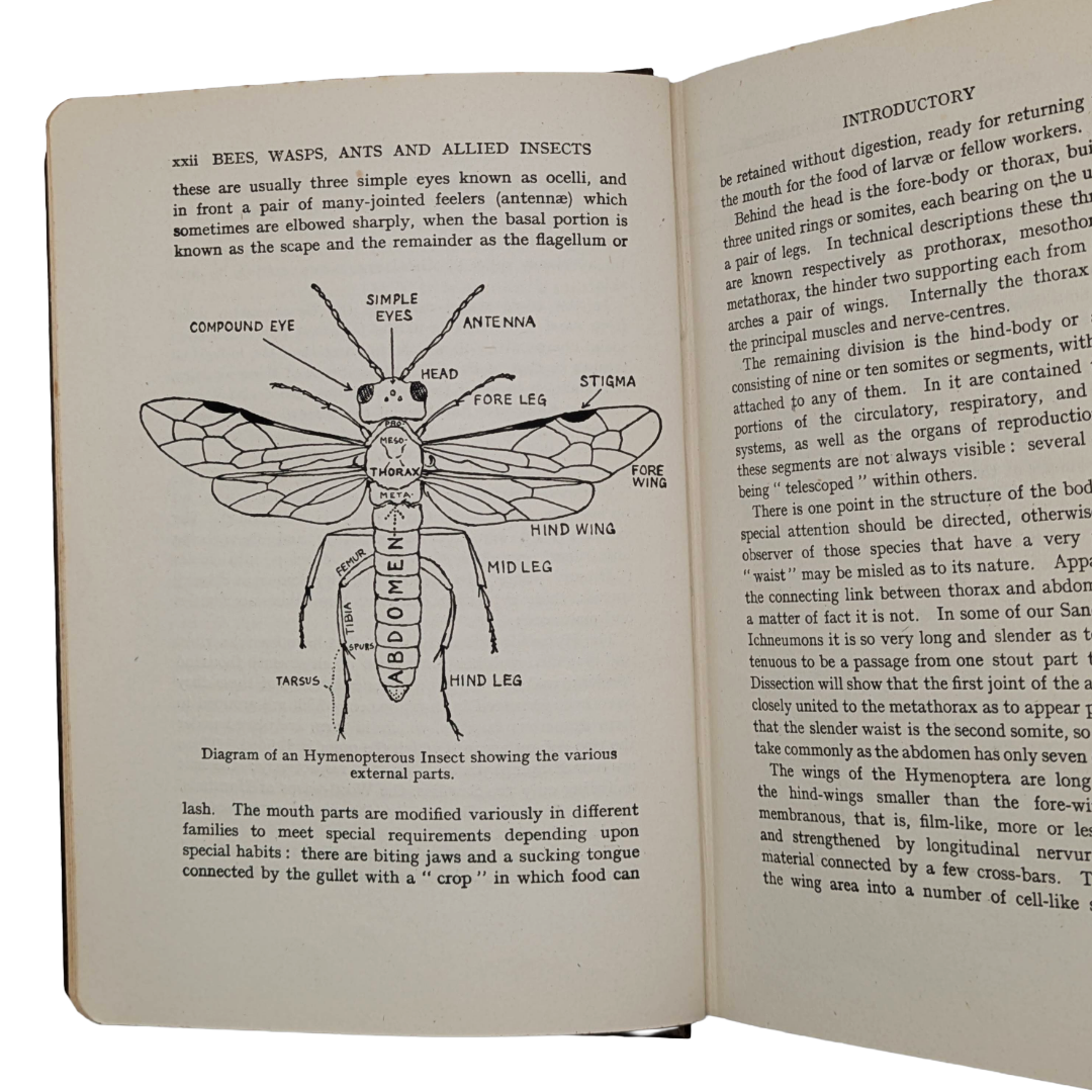 Bees, Insects, 1946