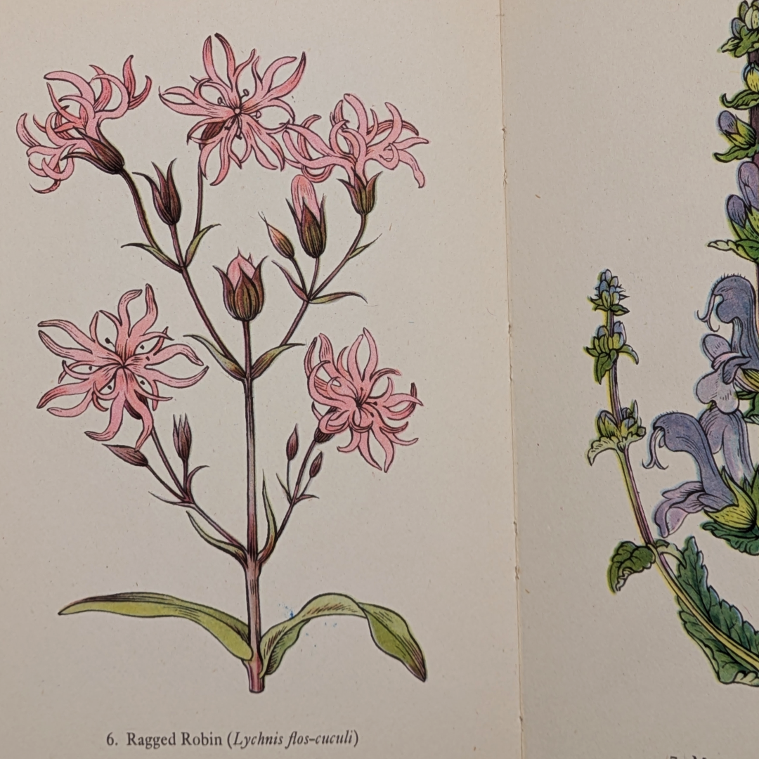 wildflower vintage books (8).png