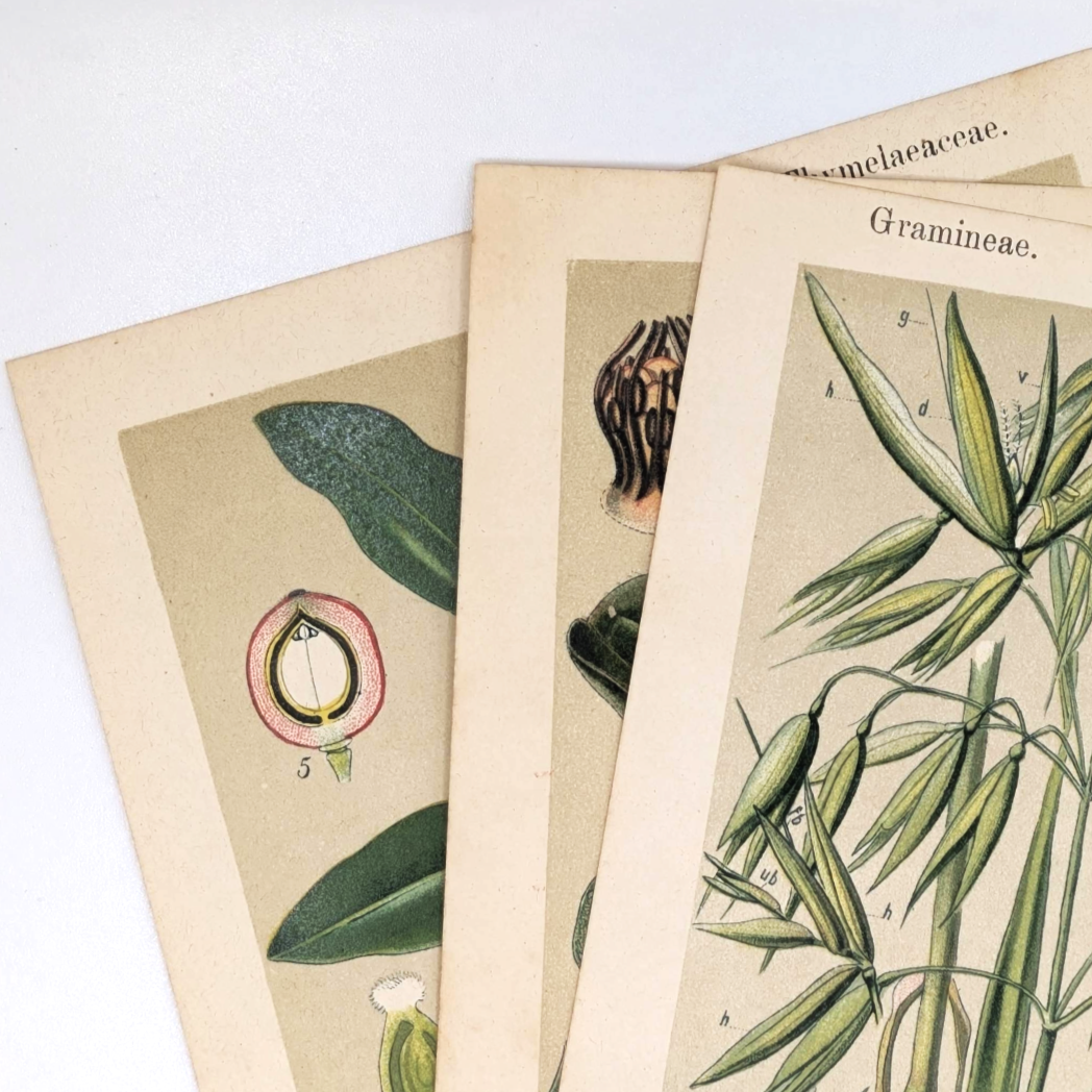 Plant+Prints+%286%29.png