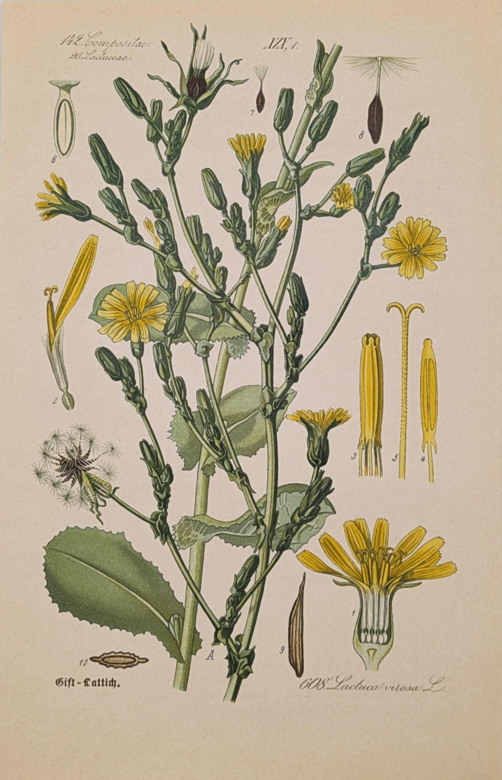 Botanical+Prints+%282%29.png