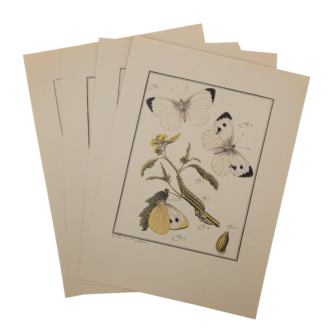 Untitled_20260115_131757.png (Copy)