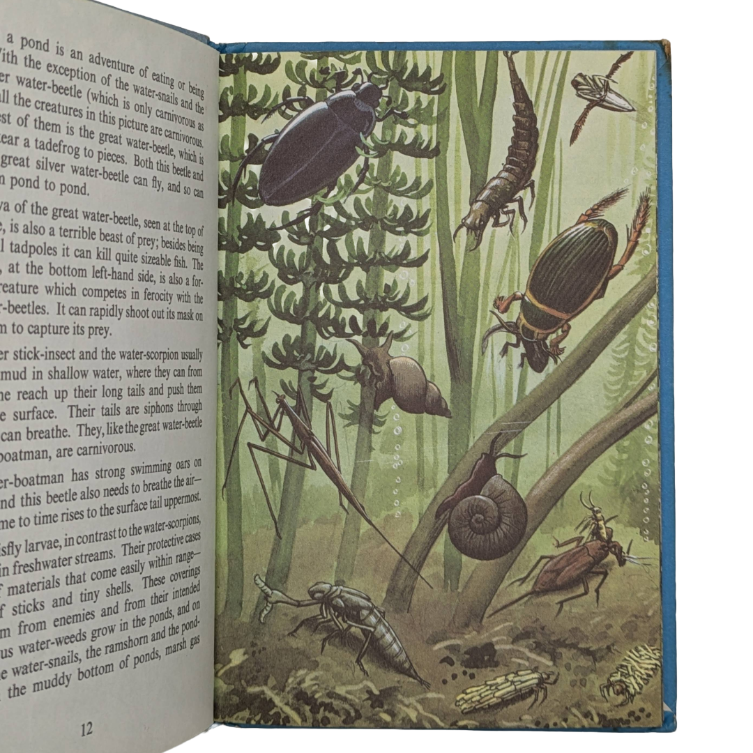 Summer 1960 vintage children's book illustrated colour plates Six Bookshop