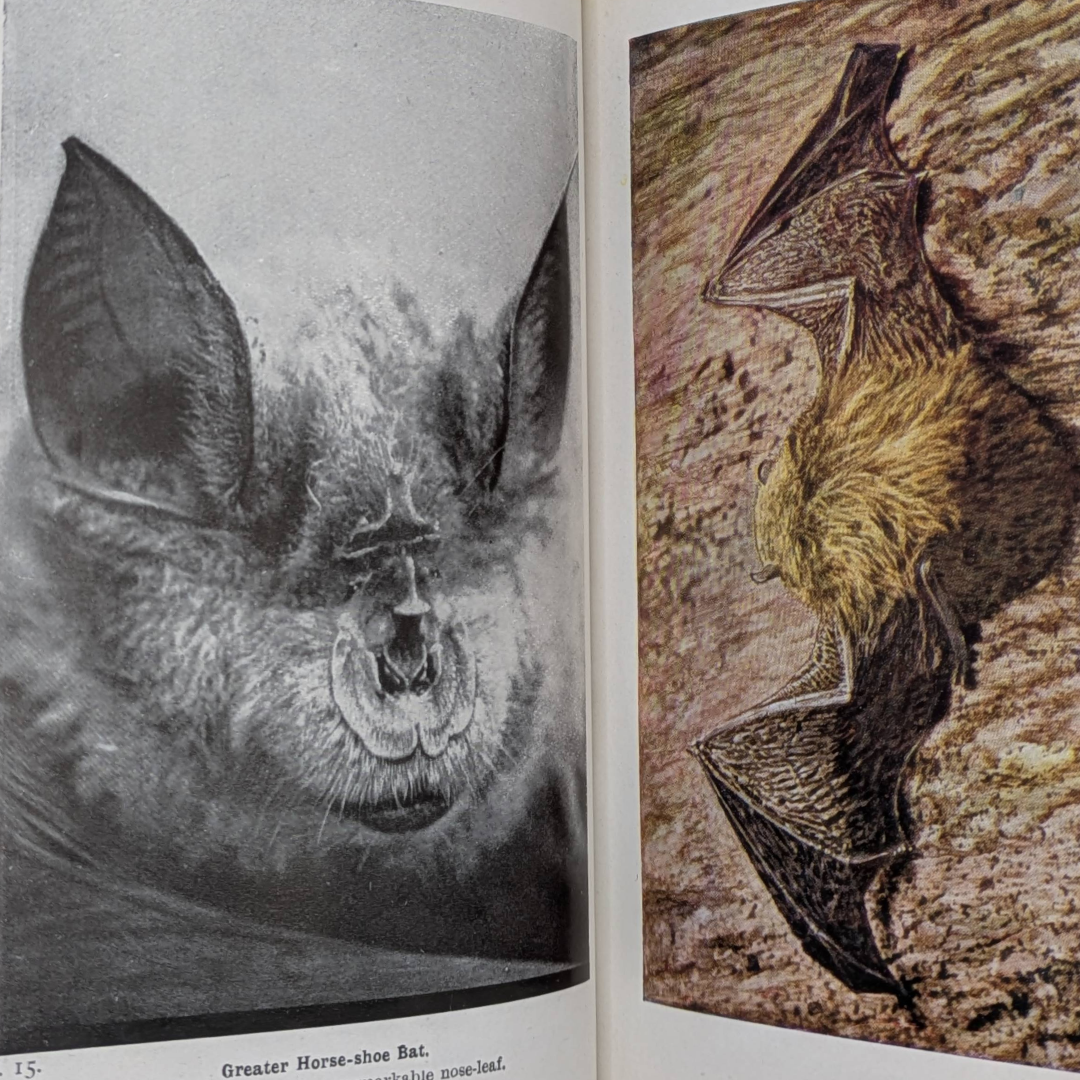 Animal Life, 1948 vintage natural history book