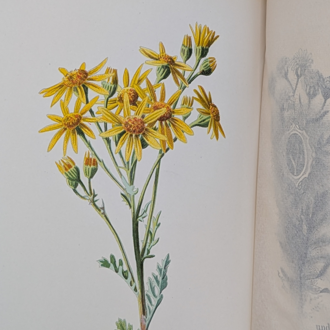 familair wildflowers (11).png