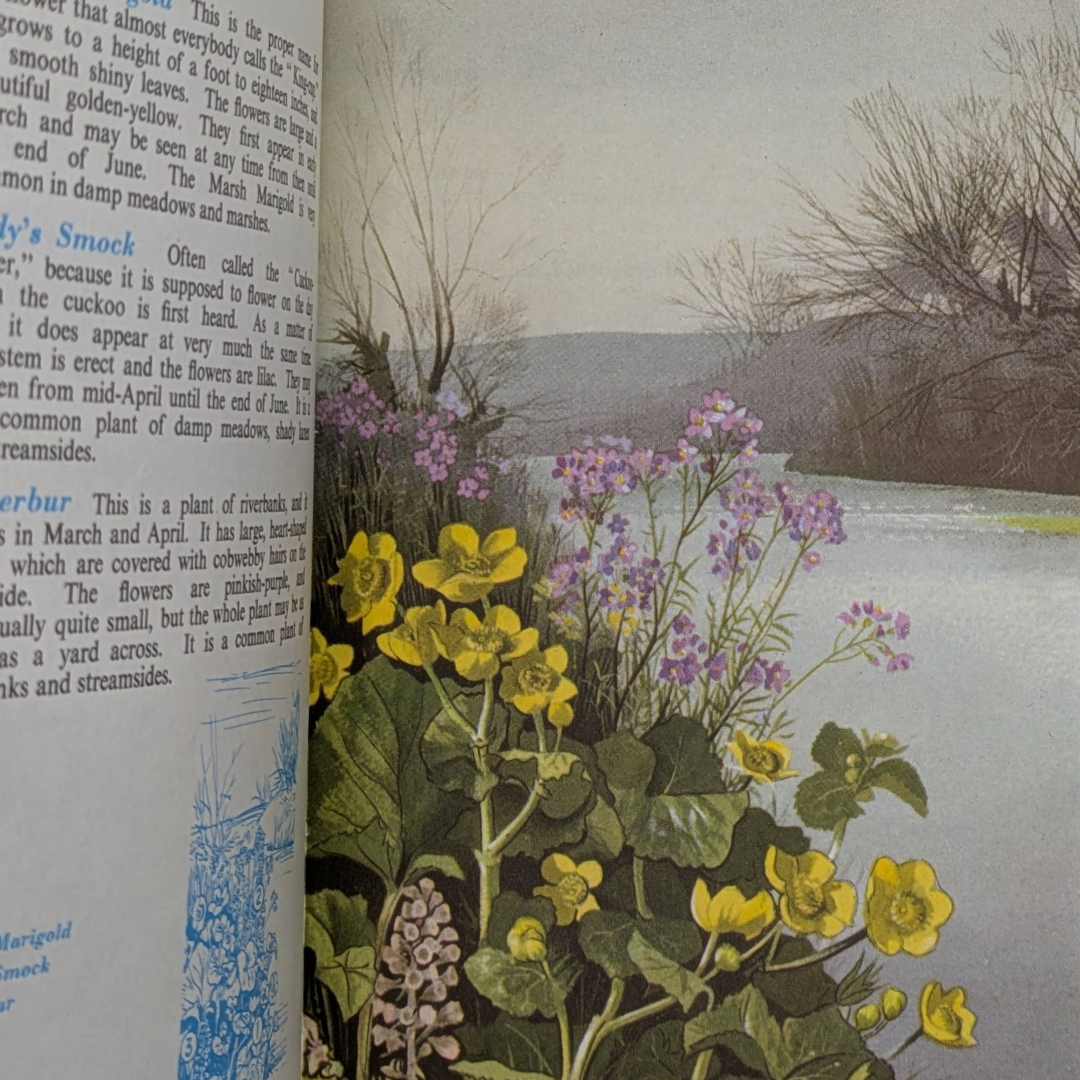 Wildflowers, 1957, vintage natural history book