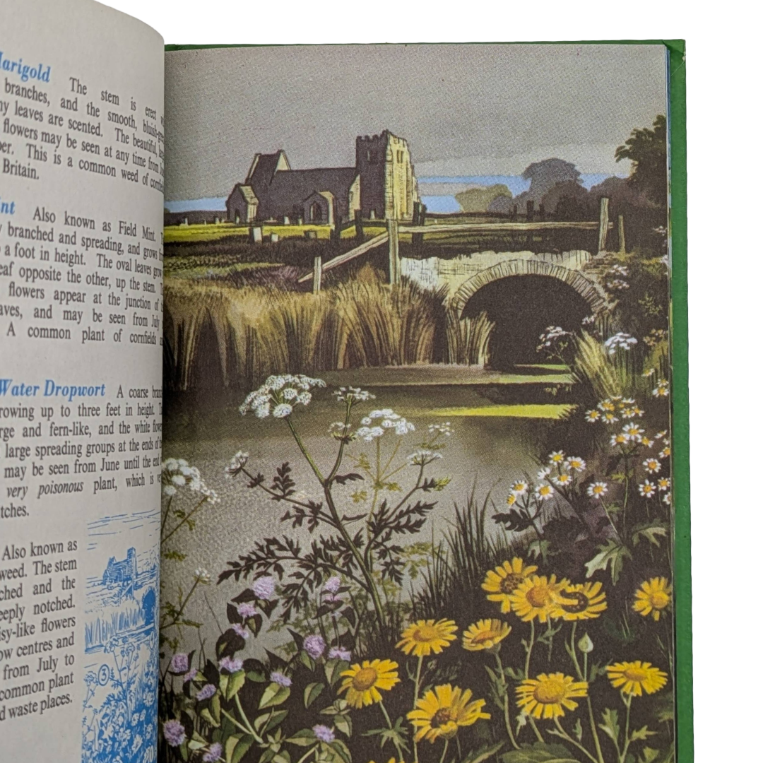 Wildflowers, 1957, vintage natural history book