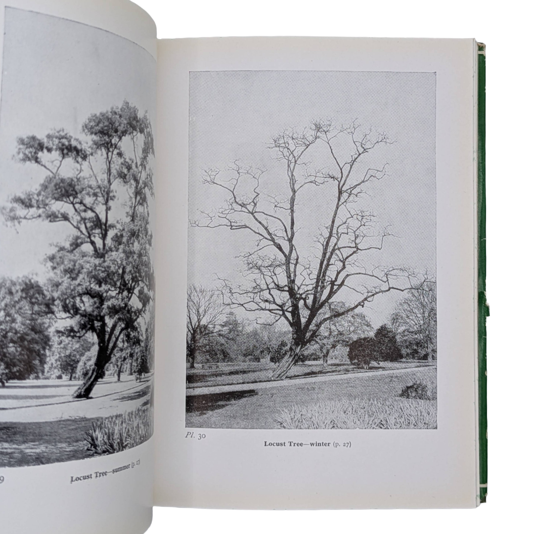 Woodland Trees, 1960 natural history book