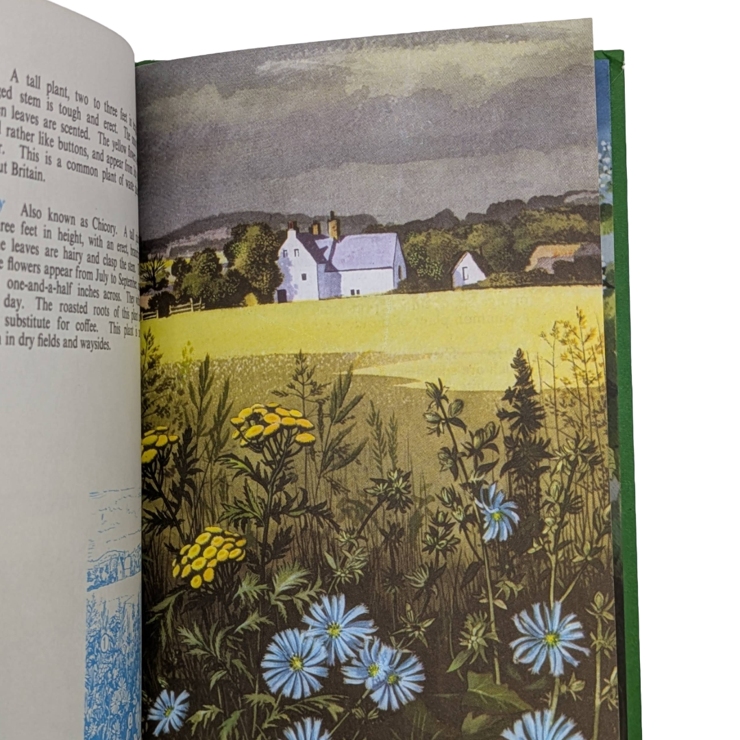 Wildflowers, 1957, vintage natural history book