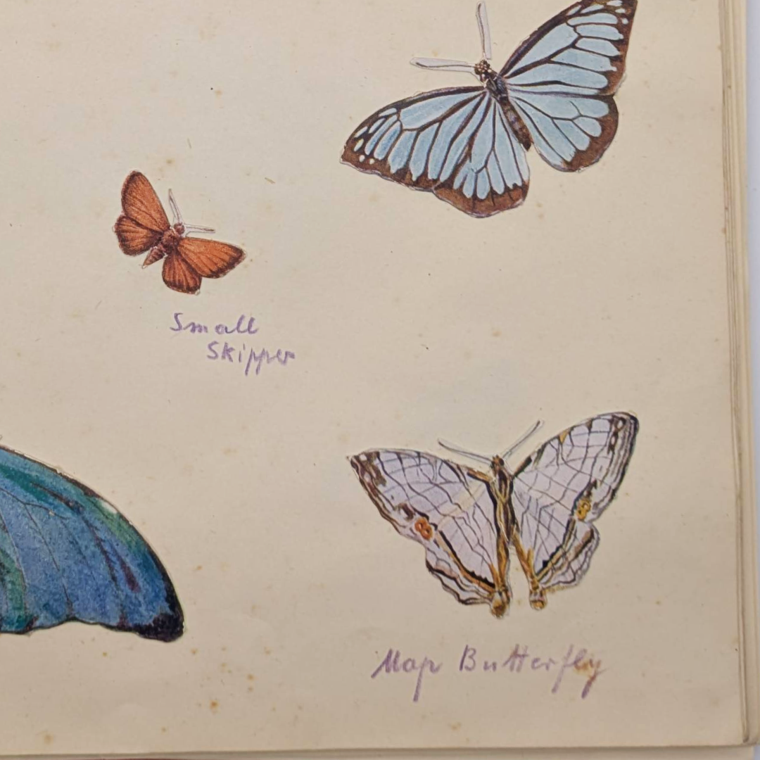Sketchbook butterfly prints (2).png
