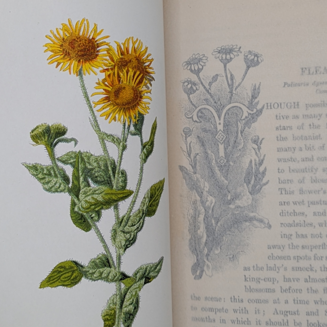 familair wild flowers (6).png