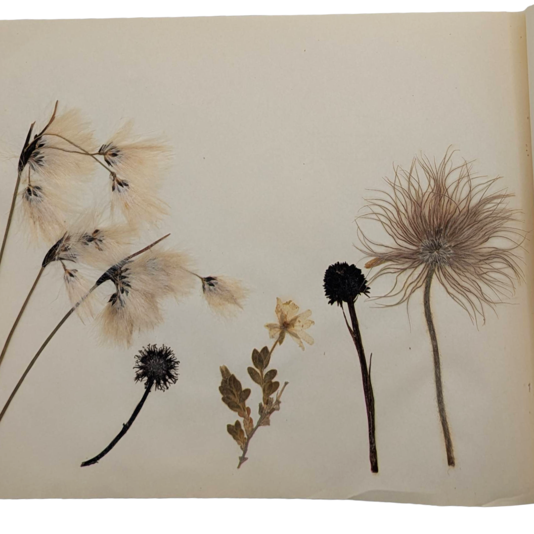 Sketchbook butterfly prints (5).png