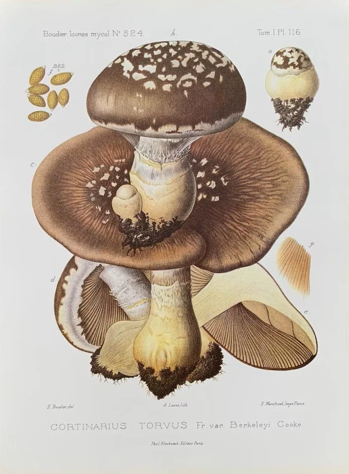 Mushroom Print.jpg