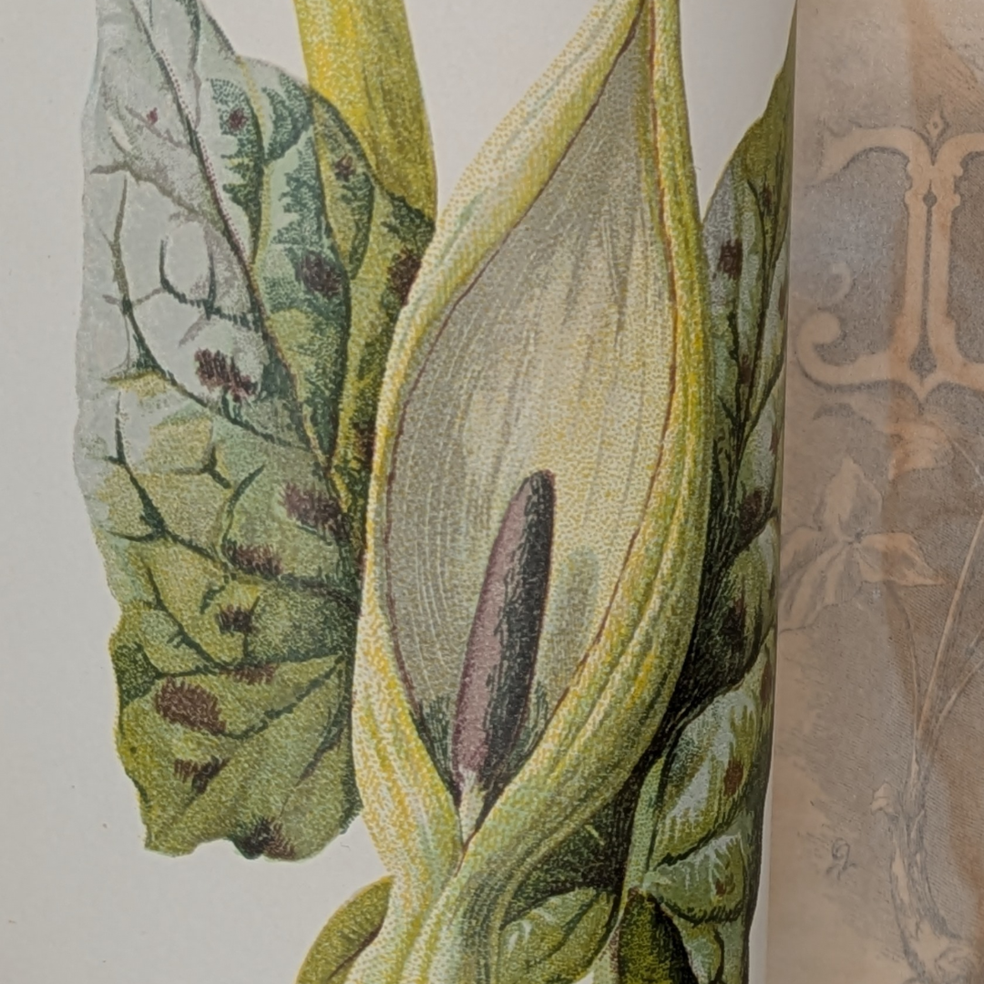 wildflowers book (8).png