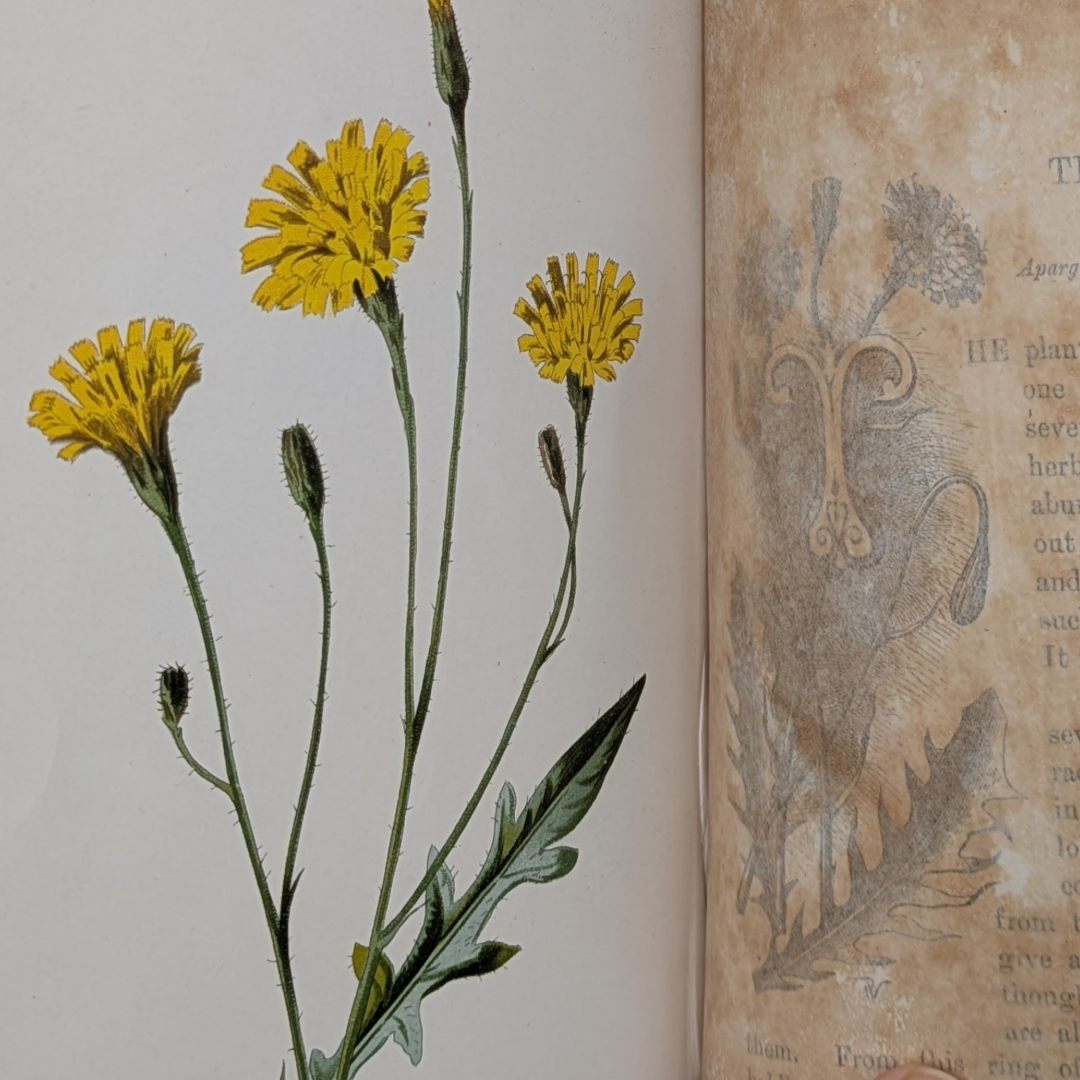 wildflower books (9).png