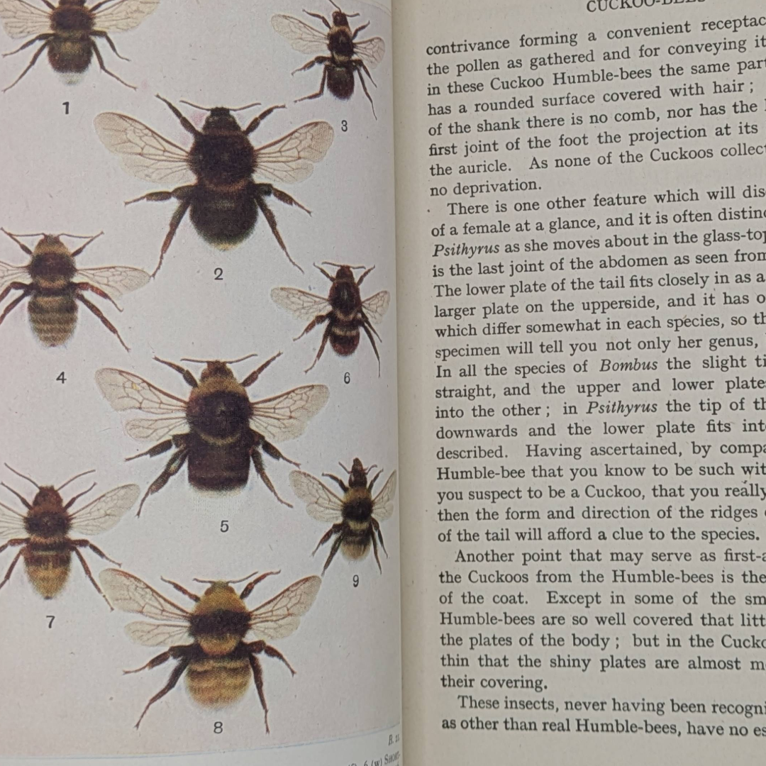 Bees, Insects, 1946