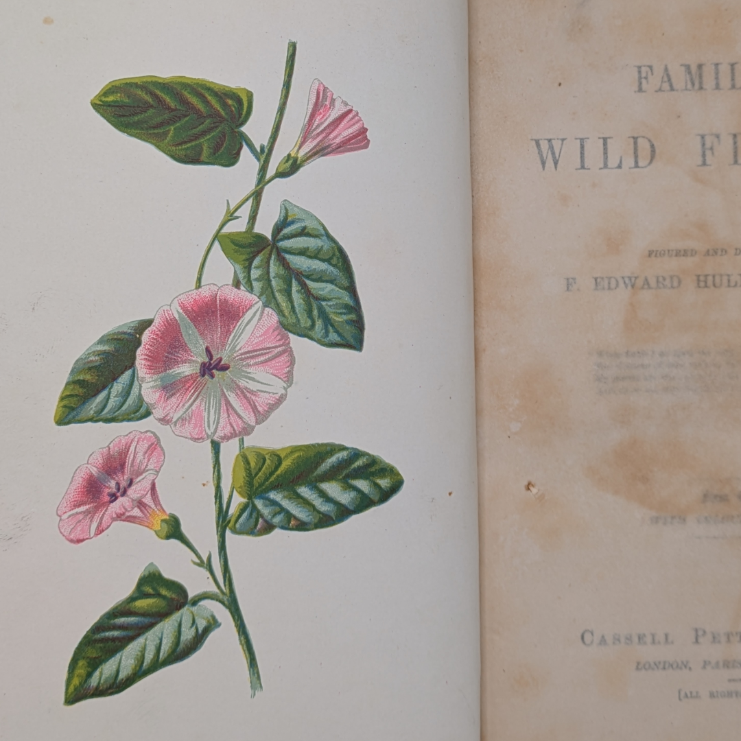 wildflowers book (5).png