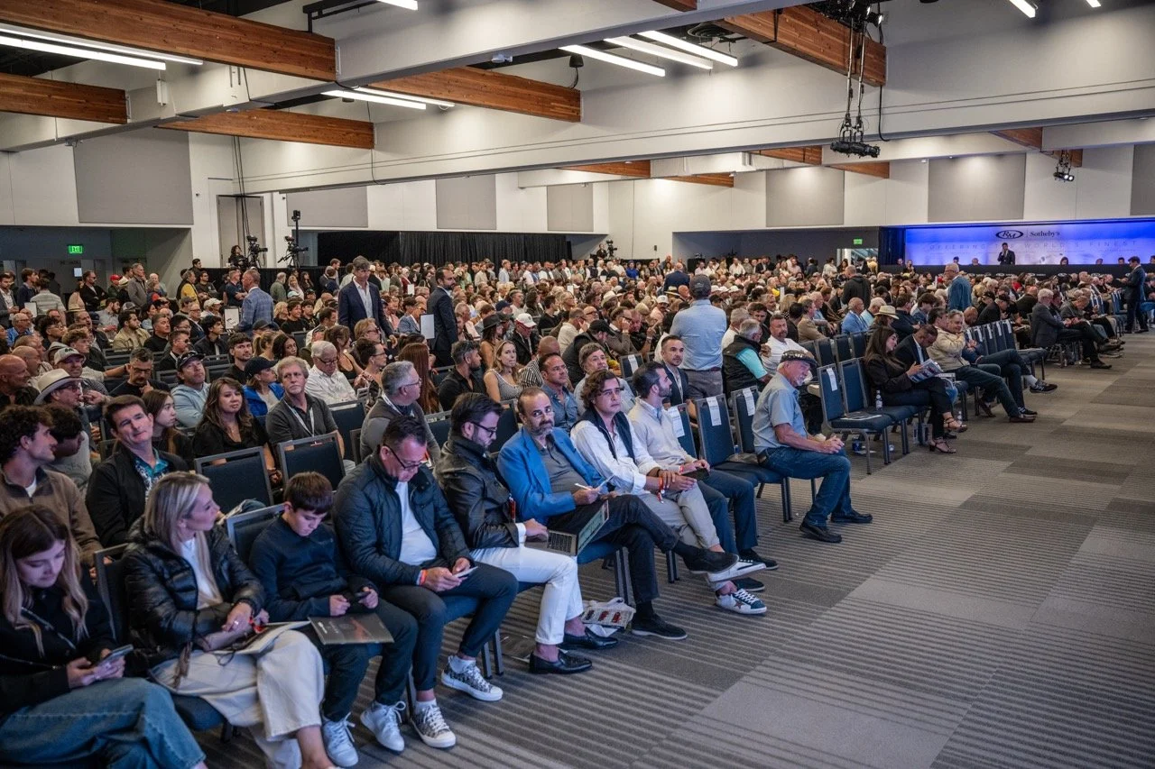 250815 Pebble NZ9_3064 Large.jpeg