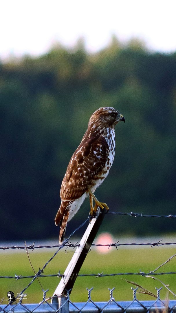 Hawk @ Kinston.jpg