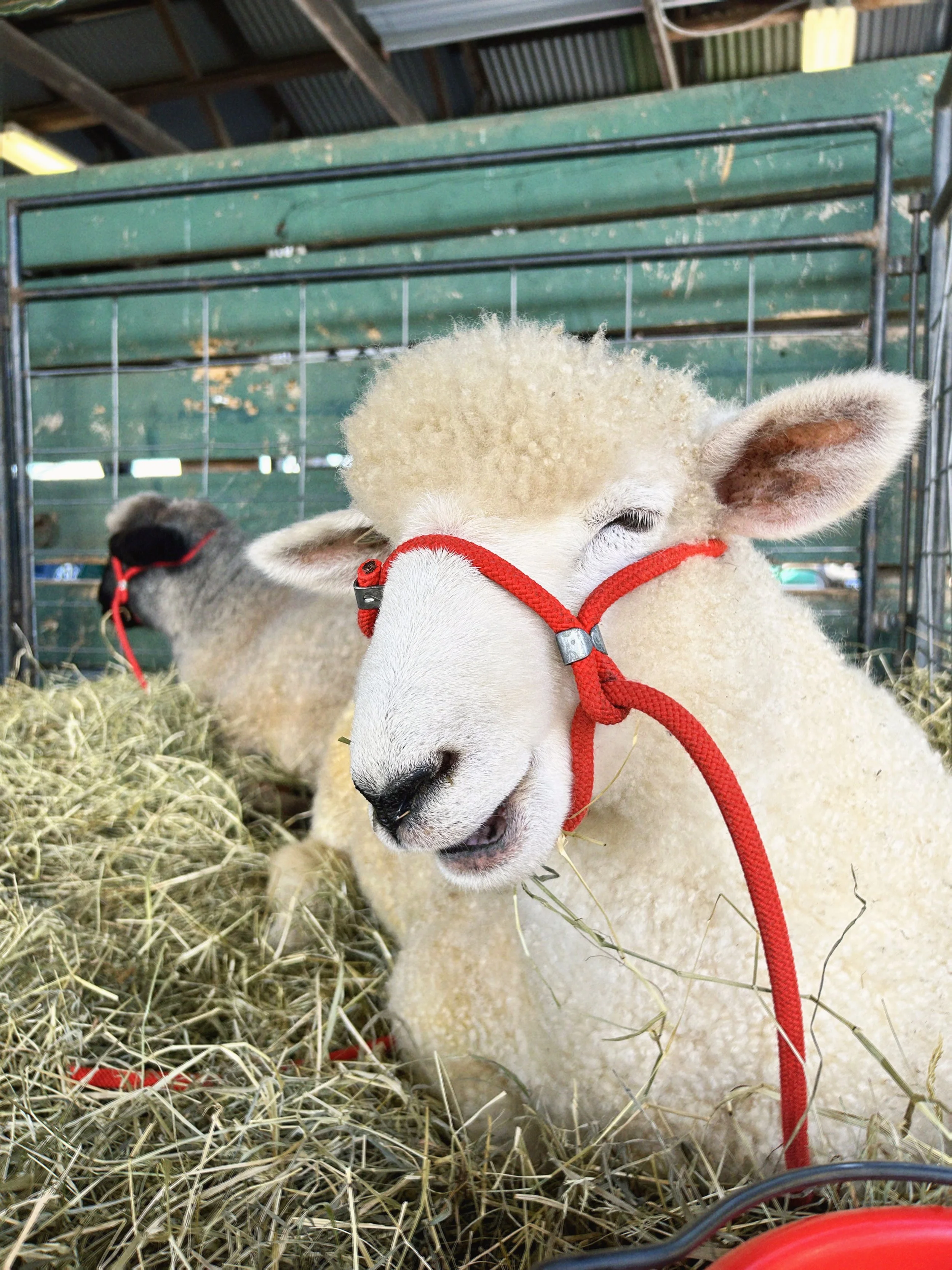 Adirondack Wool & Arts Fest