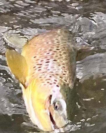 Caddis hatch is on!  Let&rsquo;s go fishing!  Rivers and Mountains Guided Fishing Trips.  307.203.7107. #riversandmountainsnm.com. #flyfishnewmexico #flyfishingguide #newmexico #flyfish #flyfishingguides