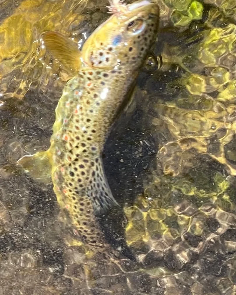 Small stream Fishing is in. Temps are perfect. Give Rivers and Mountains a call and we&rsquo;ll customize your trip. 307. 203. 7107. Website: riversandmountainsnm.com #riversandmountainsnm.com. #flyfishnewmexico. #taos. #newmexicoreal. #newmexico. #n