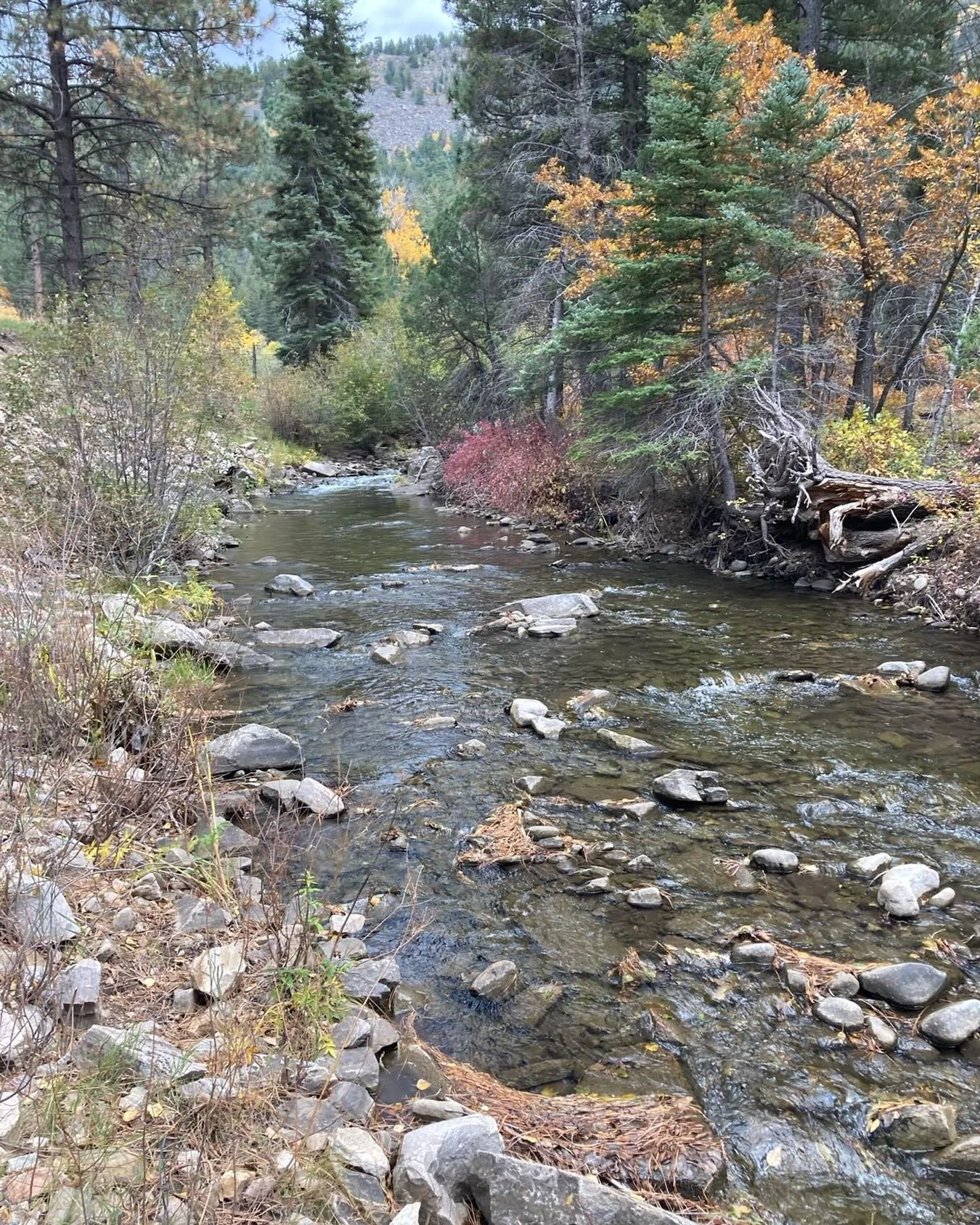 Fishing is great AND beautiful.  Sorry about the crowds.  Give me a call and let&rsquo;s go!  Spirit of the Stream!  307.203.7107
#flyfishnm #newmexicotrue #newmexico #flyfishnewmexico