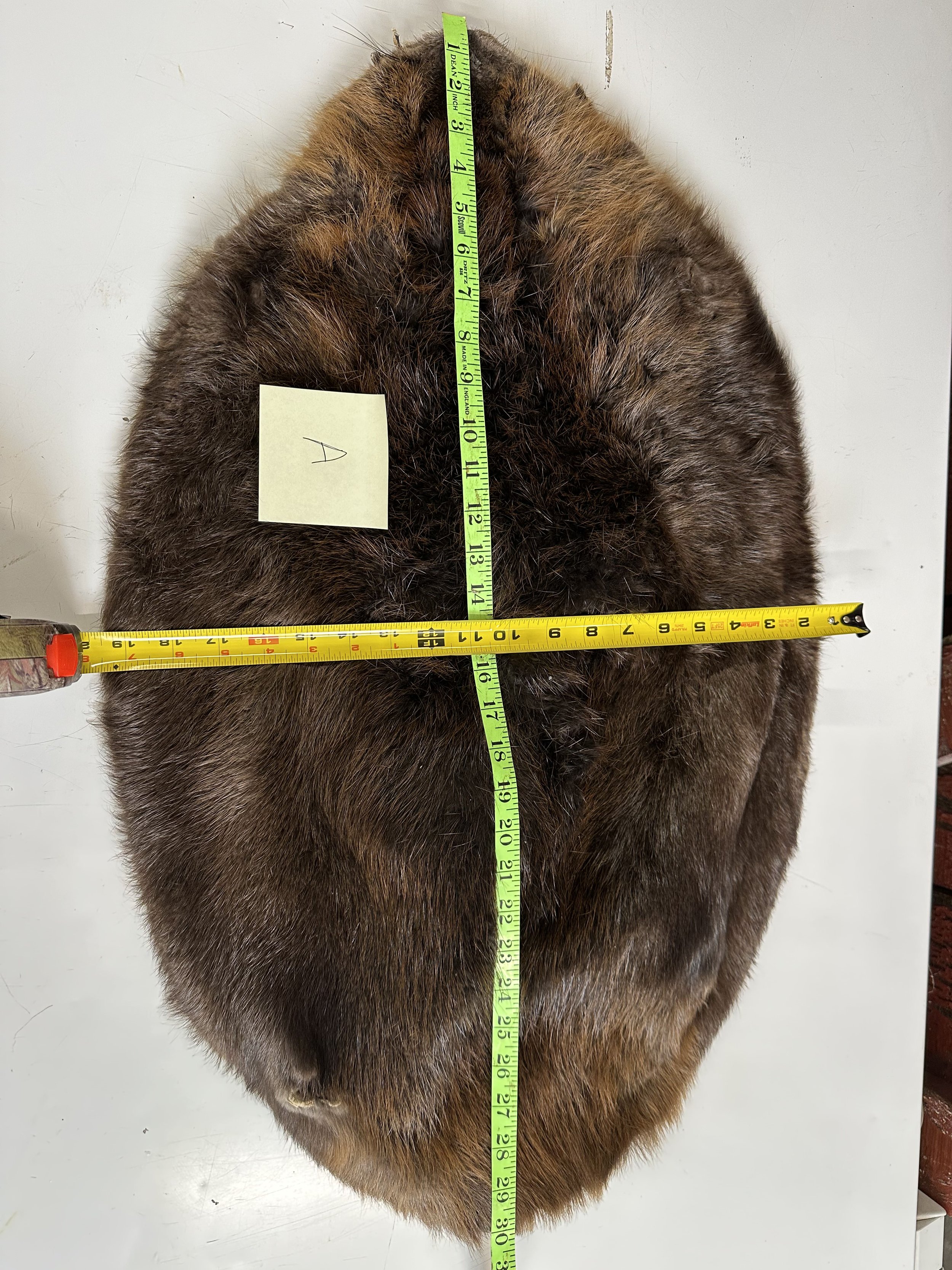 Beaver_Pelt_A_with_Measurements.jpg