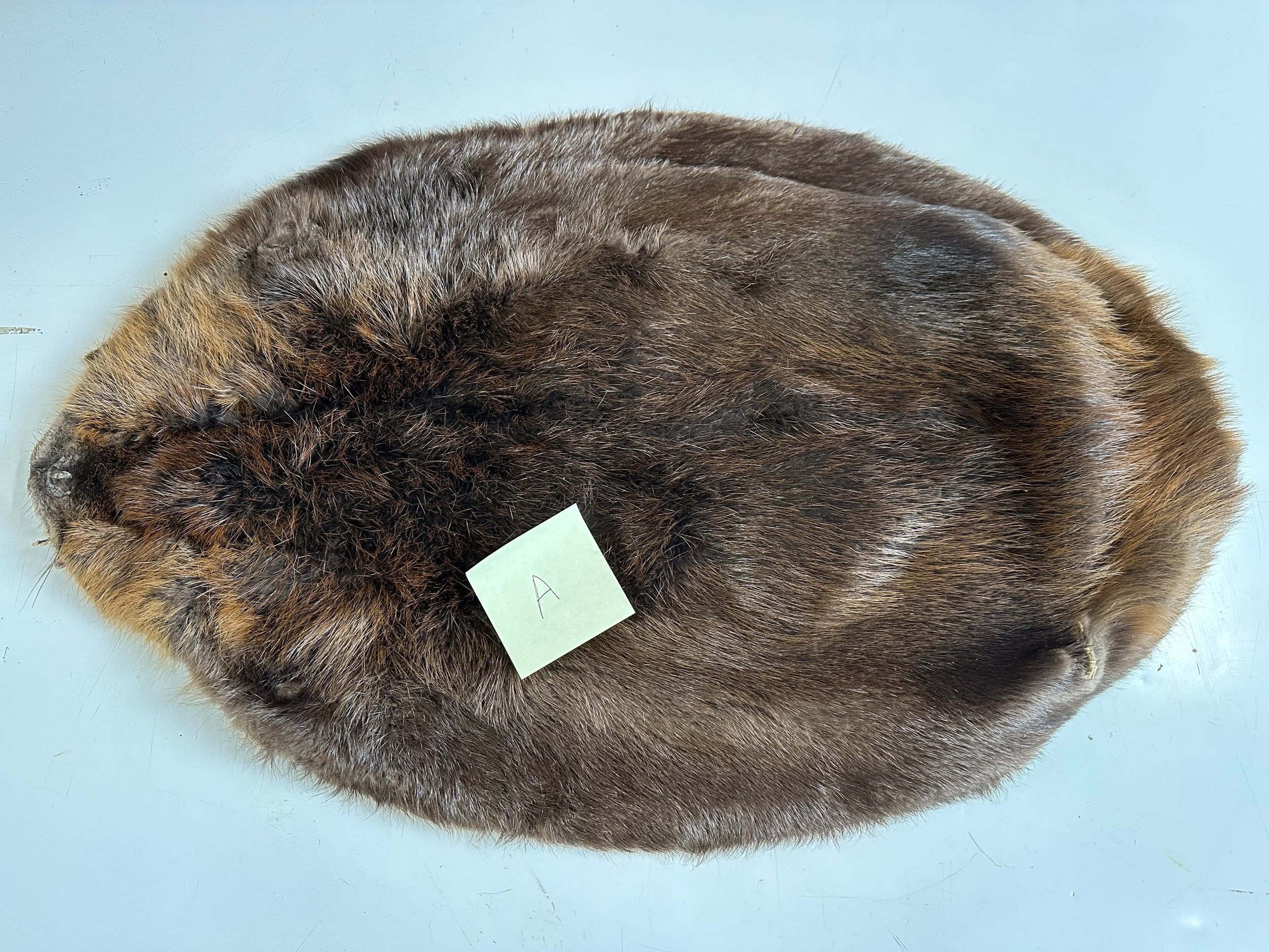 Beaver_Pelt_A_.jpg