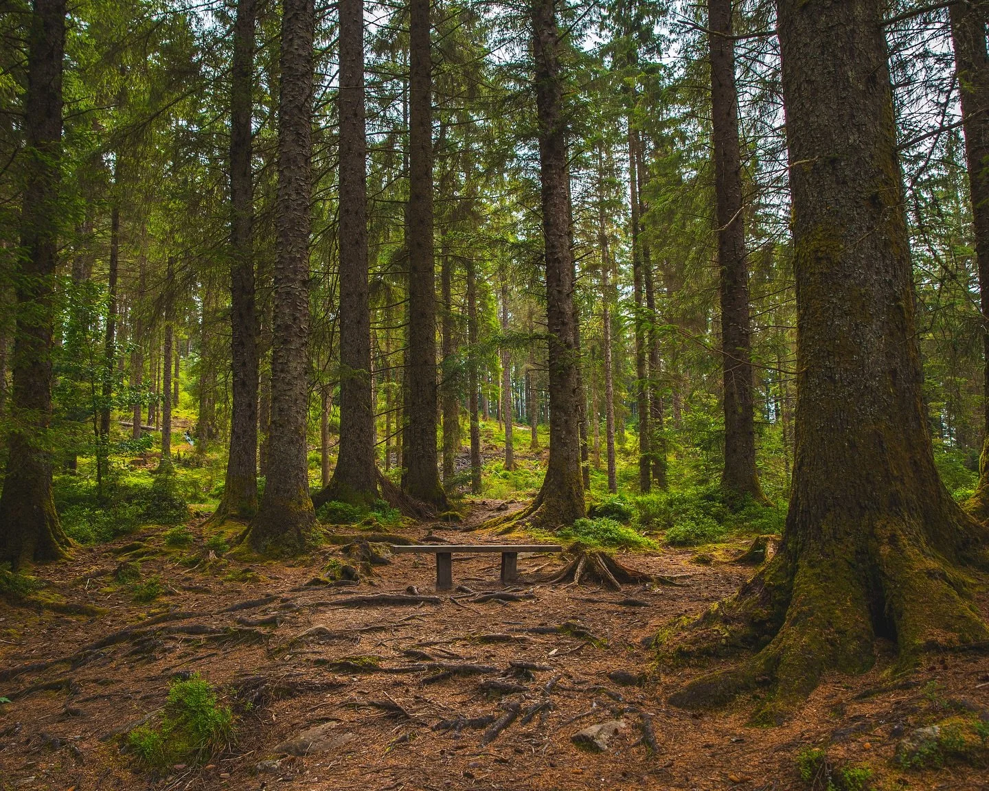 The forest never runs out of frames.🌲🪑🌲

.

#ForestHike #WoodlandAdventures #NatureExploring #ForestScenes #HikeLife #GreenEscape #ForestFocus #WanderingInNature #TrailMagic #ForestMood #NatureDaily #WalkingInTheWoods #NatureFrames #ForestDetails 