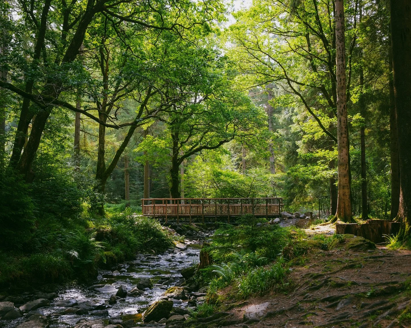 Finding stories between the trees...🌲📷

-

#forestwalk #natureexploring #hikingadventures #greenescape #naturefocus #forestroad #woodenbridge #forestvibes #meadowmagic #talltrees #wanderwild #naturediaries #quietplaces #forestscene #outdoortreks #f